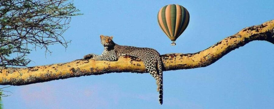 Serengeti: Hot Air Balloon Safari with Breakfast & Champagne - What Do Reviewers Say?