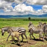 Serengeti National Park: 2-Day Safari with Accommodation - How the Itinerary Unfolds