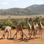 SGR Train Day Trip: Mikumi National Park - Private Transfer and the Drive to Mikumi