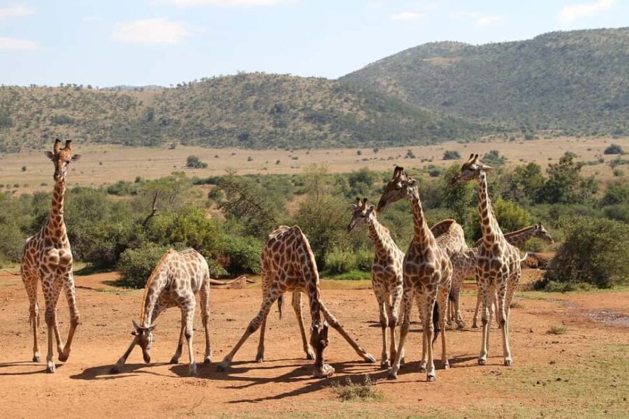 SGR Train Day Trip: Mikumi National Park - Private Transfer and the Drive to Mikumi