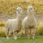 Shamakhi smayilli Gabala tour - Detailed Breakdown of the Itinerary