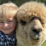 Shamarra Alpaca Farm Tours - What to Expect at Shamarra Alpaca Farm