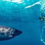 Shark Cage Diving Private Tour with Transport from Cape Town - Who Will Love This Tour?