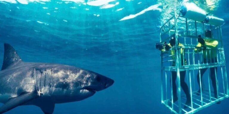 Shark Cage Diving Private Tour with Transport from Cape Town - Who Will Love This Tour?