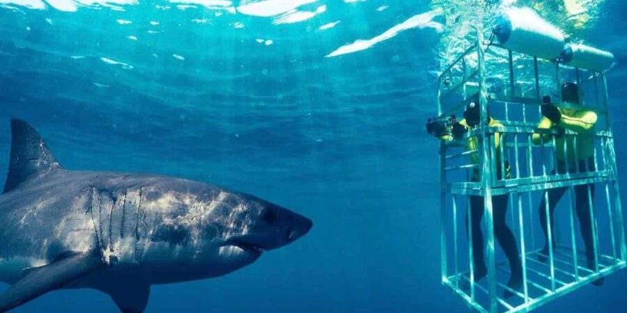 Shark Cage Diving Private Tour with Transport from Cape Town - Who Will Love This Tour?