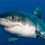 Shark Cage Diving with transport from Cape Town - The Value of the Experience