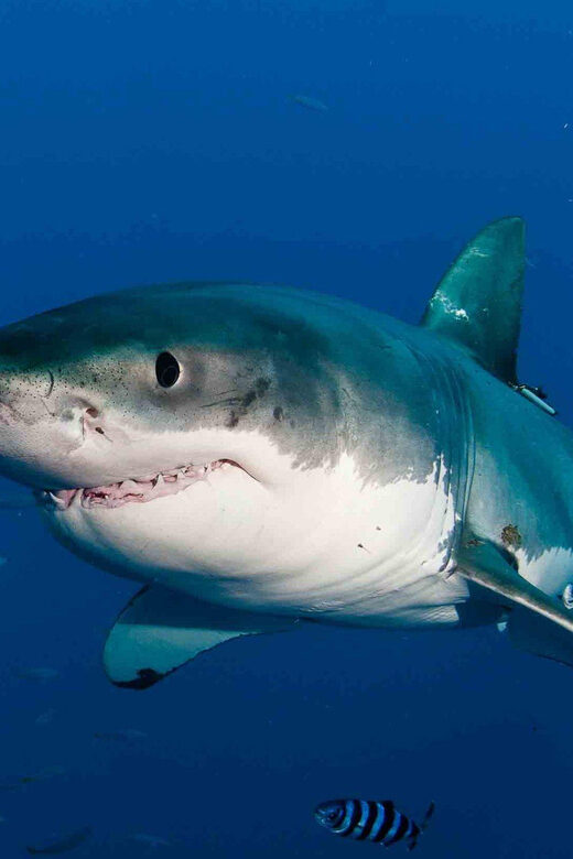 Shark Cage Diving with transport from Cape Town - The Value of the Experience