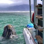 Shark & Whale Trip Combo - Why This Tour Offers Great Value