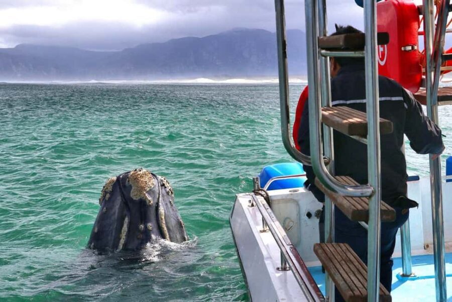 Shark & Whale Trip Combo - Why This Tour Offers Great Value