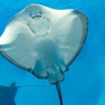 Sharm El Sheikh: Glass Bottom Boat Tour & Private Transfer - Who Should Consider This Tour?