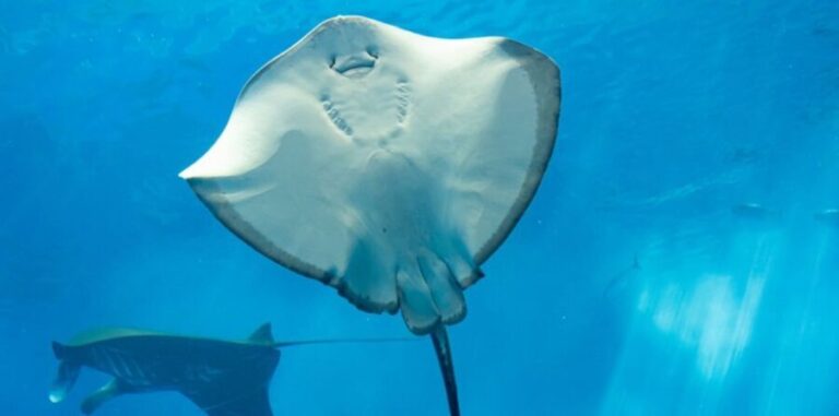 Sharm El Sheikh: Glass Bottom Boat Tour & Private Transfer - Who Should Consider This Tour?