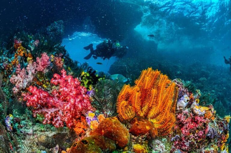 Sharm El-Sheikh: Guided Shore Scuba Diving at 2 Dives - What to Expect from the Tour