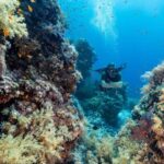 Sharm El Sheikh: Ras Mohamed & White Island Dive & Snorkel - The Itinerary in Detail
