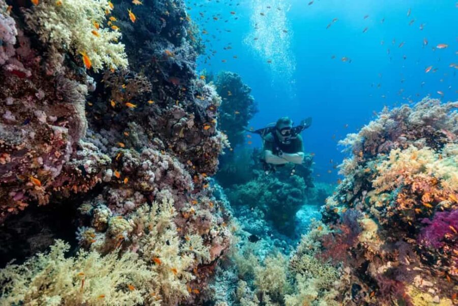 Sharm El Sheikh: Ras Mohamed & White Island Dive & Snorkel - The Itinerary in Detail