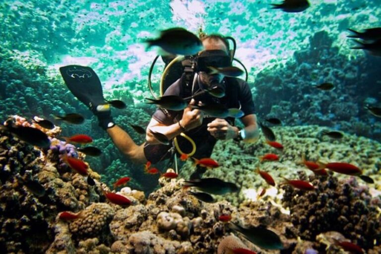Sharm El Sheikh: Ras Mohamed & White Island Snorkel or Dive - The Real Value of This Tour