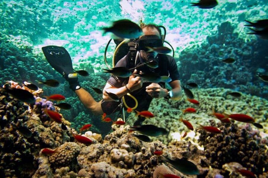 Sharm El Sheikh: Ras Mohamed & White Island Snorkel or Dive - The Real Value of This Tour