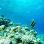 Sharm: Introductory Dive from the Shore & PADI Courses - The Underwater Experience: What You’ll See and Capture
