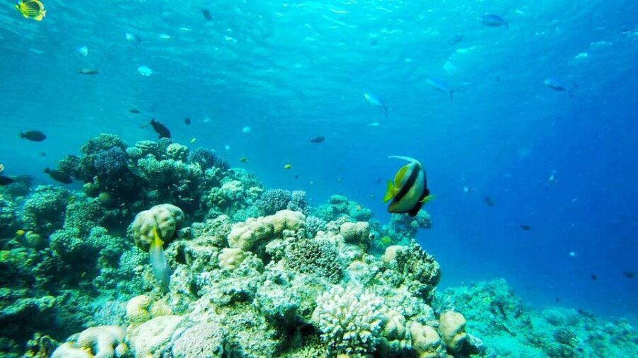 Sharm: Introductory Dive from the Shore & PADI Courses - The Underwater Experience: What You’ll See and Capture