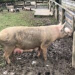 Sheep World Country Tour from Auckland - Authentic Experiences and Real-World Insights