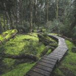 Shore Excursion - Cradle Mountain Shuttle Bus from Burnie - Transportation and Group Size