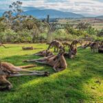 Shore Excursion: Hobart Highlights Day Tour - What Reviewers Say