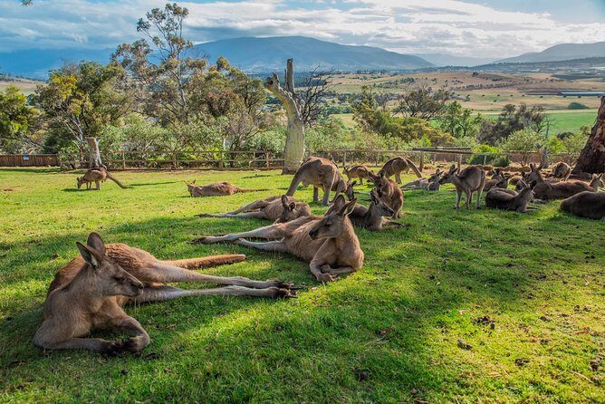 Shore Excursion: Hobart Highlights Day Tour - What Reviewers Say