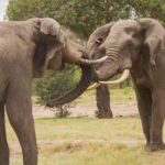 Shore Excursions to Hluhluwe-iMfolozi Park, KwaZulu-Natal - A Close Look at the Tour Experience