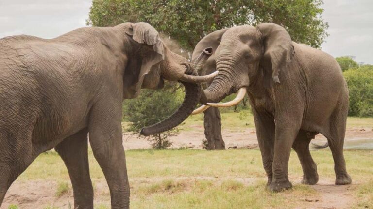 Shore Excursions to Hluhluwe-iMfolozi Park, KwaZulu-Natal - A Close Look at the Tour Experience