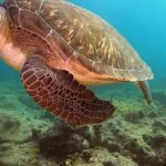 Short Snorkeling Trip - Final Thoughts: Who Should Book This Tour?