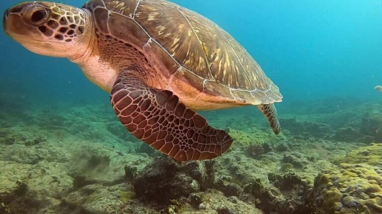 Short Snorkeling Trip - Final Thoughts: Who Should Book This Tour?