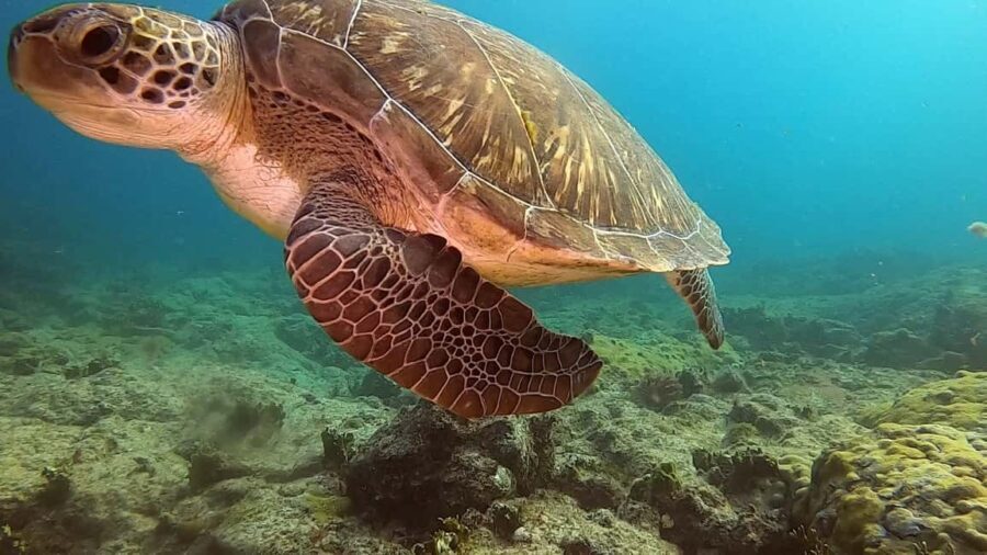 Short Snorkeling Trip - Final Thoughts: Who Should Book This Tour?