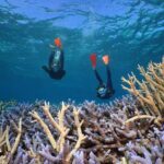 Silversonic Outer Great Barrier Reef Cruise from Port Douglas - Why the Silversonic Reef Tour Offers Great Value