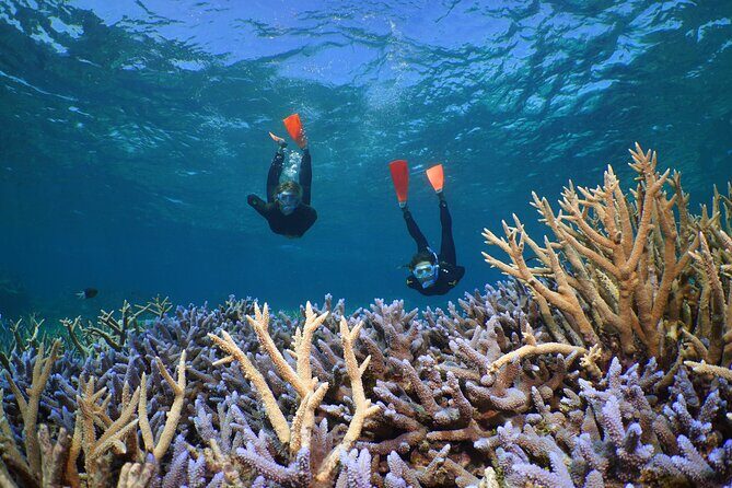 Silversonic Outer Great Barrier Reef Cruise from Port Douglas - Why the Silversonic Reef Tour Offers Great Value