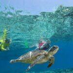 Silverswift Dive and Snorkel Great Barrier Reef Cruise - Who Will Love This Tour?
