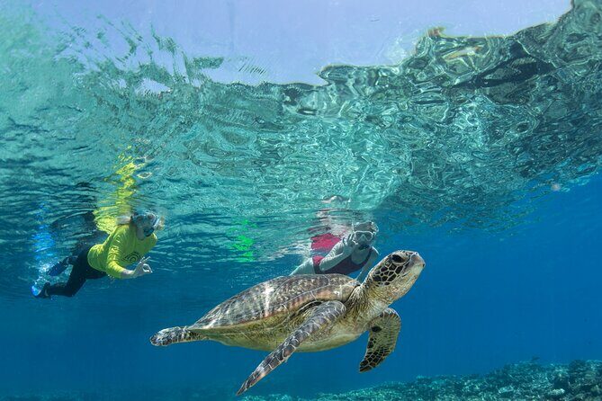 Silverswift Dive and Snorkel Great Barrier Reef Cruise - Who Will Love This Tour?