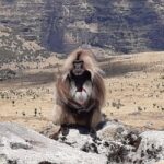 Simien Mountains National Park: Full-Day Hiking Tour - The Sum Up: Who Will Love This Tour?