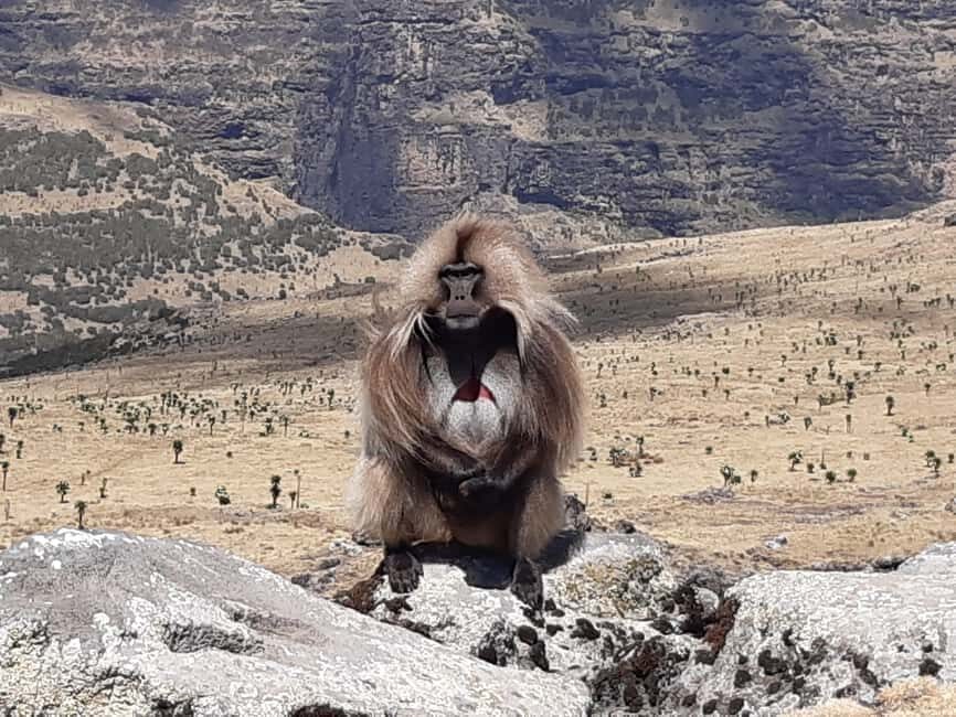 Simien Mountains National Park: Full-Day Hiking Tour - The Sum Up: Who Will Love This Tour?
