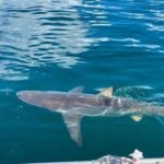 Simon's Town: Half Day Shark Cage Diving Experience - Authentic Insights from Reviewers