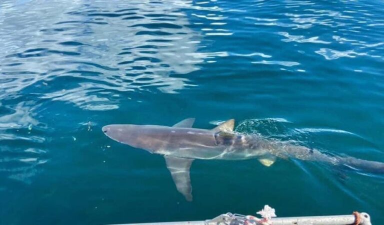Simon's Town: Half Day Shark Cage Diving Experience - Authentic Insights from Reviewers