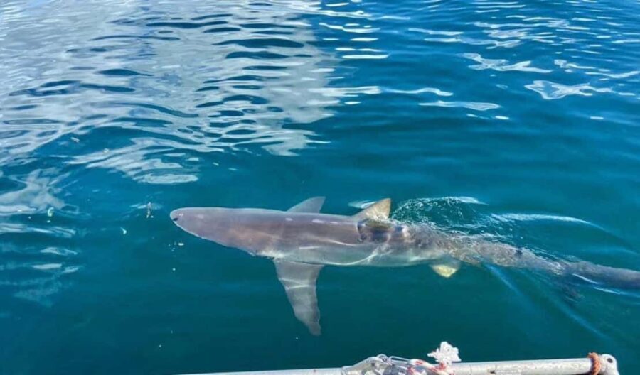 Simon's Town: Half Day Shark Cage Diving Experience - Authentic Insights from Reviewers