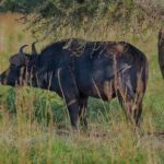 Sipi Falls, Mabira Forest, Mbale & Kidepo Valley 4-Day Trip - The Practicalities and Value