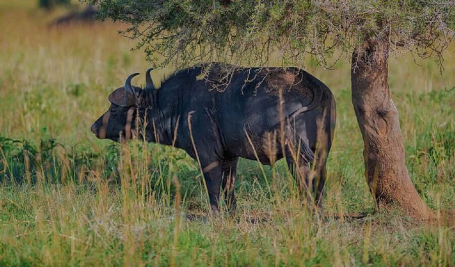 Sipi Falls, Mabira Forest, Mbale & Kidepo Valley 4-Day Trip - The Practicalities and Value