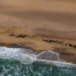 Skeleton Coast Park & Ship Wrecks - Exploring Namibia’s Skeleton Coast: What to Expect