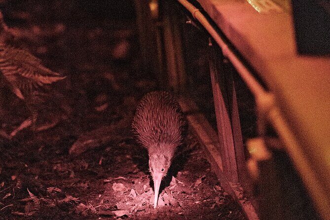 Skip the Line: Franz Josef Wildlife Center Ticket with Optional Backstage Pass - Authentic Insights from Visitors