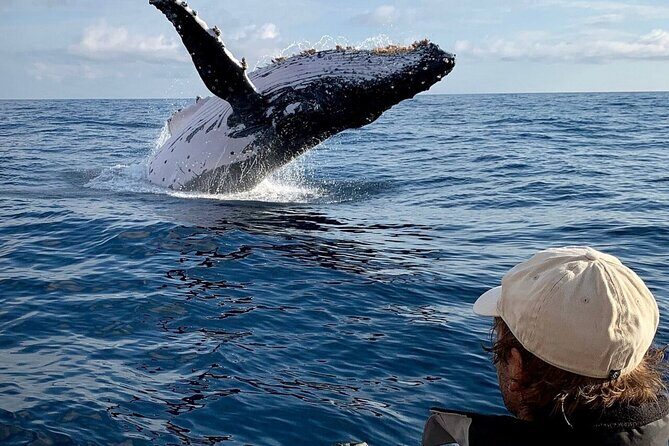 Small Boat Whale Watching Tour in Gold Coast - Final Thoughts: Is This Tour Worth It?