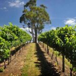 Small Group Adelaide Hills and Hahndorf Hideaway Tour from Adelaide - What Makes This Tour Stand Out?