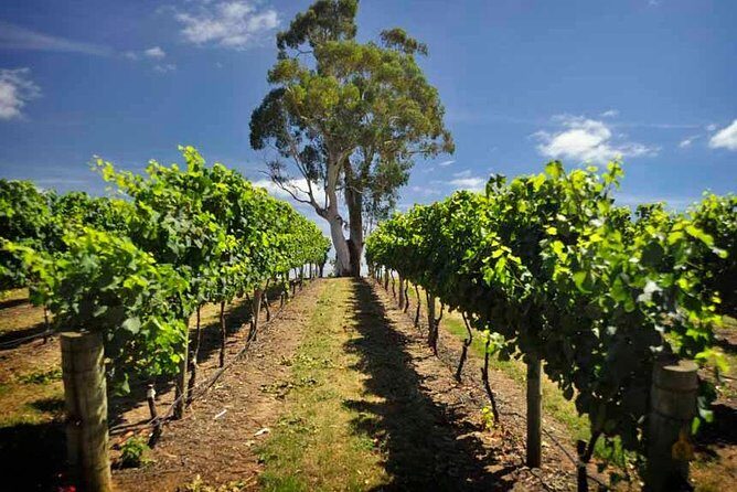 Small Group Adelaide Hills and Hahndorf Hideaway Tour from Adelaide - What Makes This Tour Stand Out?