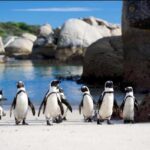 Small Group: African Penguins,Boulders beach-Half-Day Tour. - A closer look at what you can expect from this half-day adventure