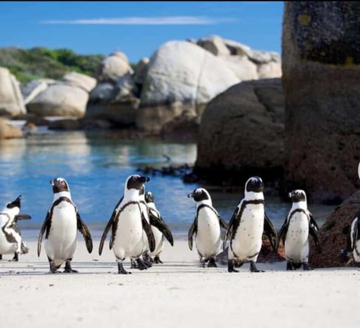 Small Group: African Penguins,Boulders beach-Half-Day Tour. - A closer look at what you can expect from this half-day adventure