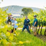 Small-Group Hunter Valley Wine Tasting Tour from Sydney - Transport and Group Size: Comfort and Atmosphere